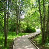 Photo: Pathway through trees