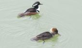  - The viewing areas will allow people to see things in the river they usually miss, such as these bufflehead ducks feeding below the bridge.